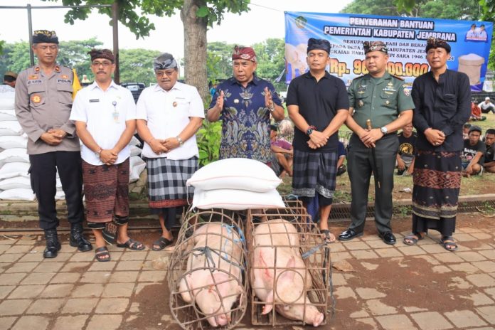 Bupati Jembrana Bagikan Bantuan Babi dan Beras Jelang Hari Raya Nyepi