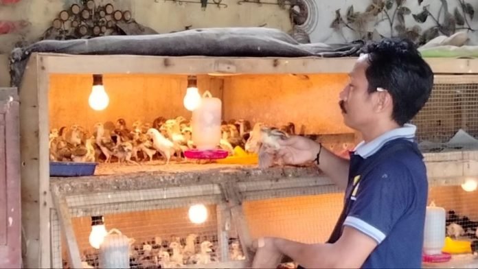 Ayam Keperluan Upakara Caru Diburu Jelang Nyepi