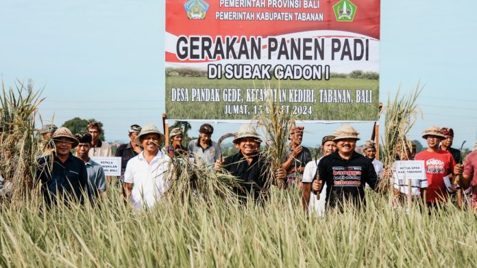 Panen Perdana Padi Inpari Nutri Zinc, Langkah Pj Gubernur Bali dalam Penanganan Stunting