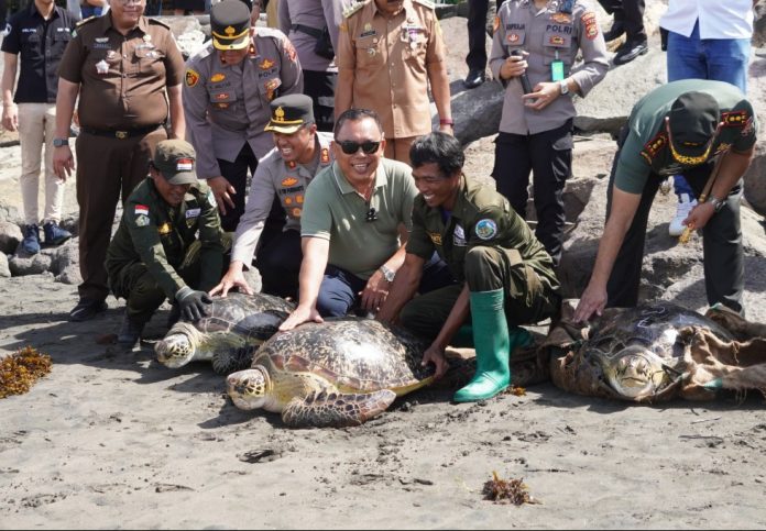 Bupati Tamba Lepasliarkan Belasan Penyu Hijau hasil Tangkapan Penyelundupan