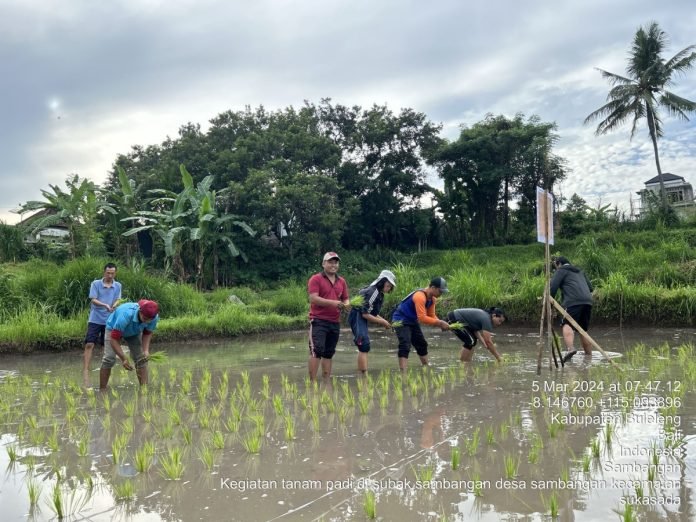 Inovasi 'Hazton' dari Dinas Pertanian Diharapkan dapat Tingkatkan Produksi Padi di Buleleng