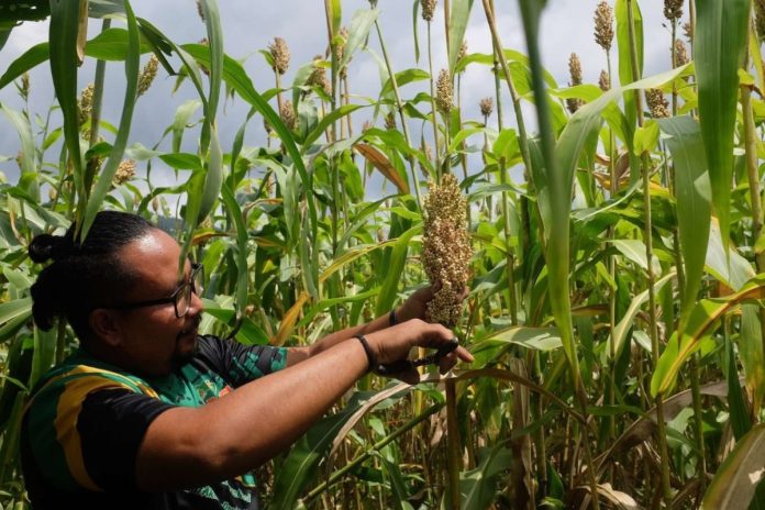 Panen Perdana Sorgum di Desa Telaga, Harap Menjadi Tambahan Penghasilan Petani