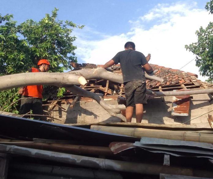 Sebuah pohon jenis santen tumbang dan menimpa dua atap rumah warga di Banjar Dinas Kauman, Desa Pengastulan, Kecamatan Seririt, Buleleng, pada Kamis, 23 Mei 2024.