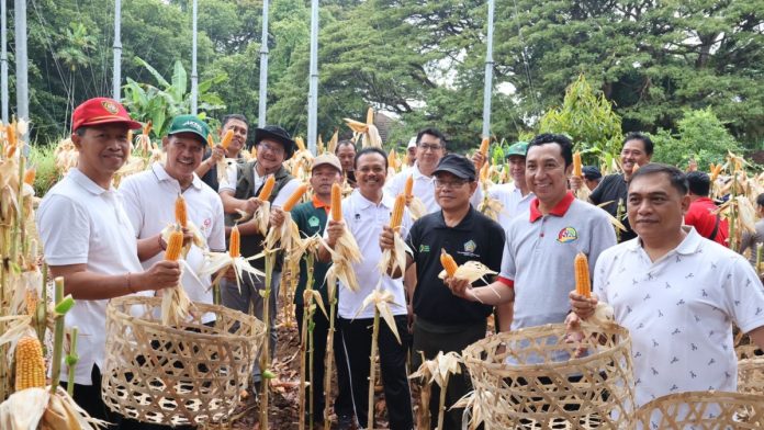 Sekda Bali dan OPD Gelar Panen Jagung di Kantor Gubernur
