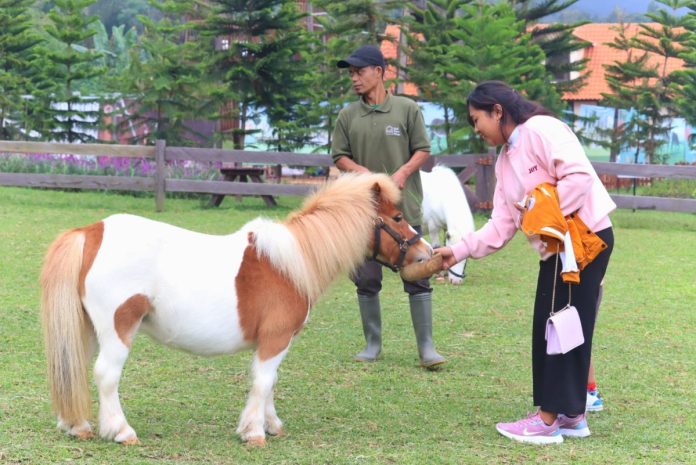 Bali Farm House, Interaksi Unik dengan Hewan dan Panorama Memikat