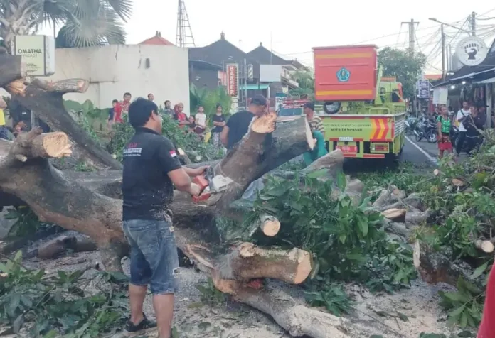 Dinas Lingkungan Hidup dan Kebersihan (DLHK) Kota Denpasar bersama BPBD mengintensifkan pemangkasan pohon-pohon perindang