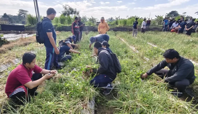 Bertempat di Subak Buaji, Munduk Paksala, Dinas Pertanian Kota Denpasar bersama sejumlah perangkat daerah, melaksanakan panen bawang merah