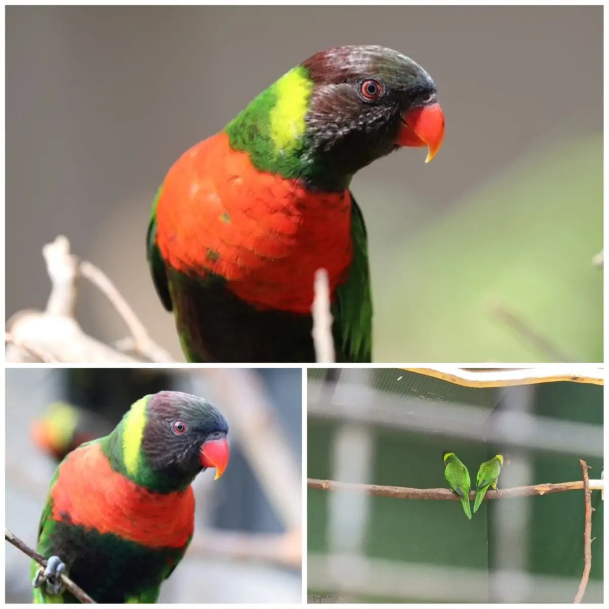 Burung Perkici Dada Merah.