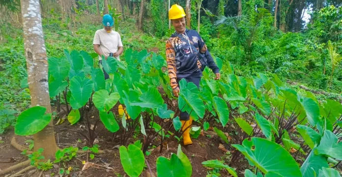 KPH Bali Utara Luruskan Isu Dugaan Pembabatan Hutan Ambengan, Tegaskan Program Resmi Perhutanan Sosial