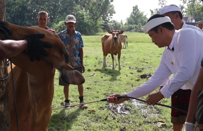 Pemerintah Kabupaten Jembrana menggelar peringatan Hari Raya Tumpek Uye atau Tumpek Kandang dengan kegiatan yang memadukan sekala dan niskala.