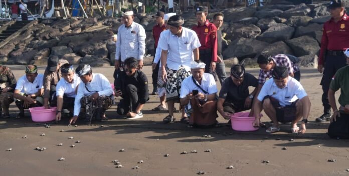 Semangat menjaga kelestarian satwa mewarnai peringatan Tumpek Uye atau Tumpek Kandang di Kabupaten Jembrana. Momentum tersebut dimanfaatkan dengan melepasliarkan 200 tukik ke habitatnya dari kawasan Konservasi Penyu Kurma Asih, Desa Perancak, Kecamatan Jembrana, Sabtu (5/9/2026).